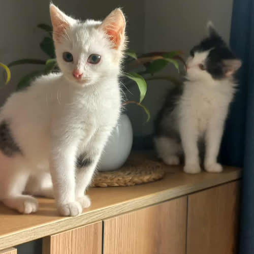 Koty ze schroniska do adopcji NUKA I KUKISIA