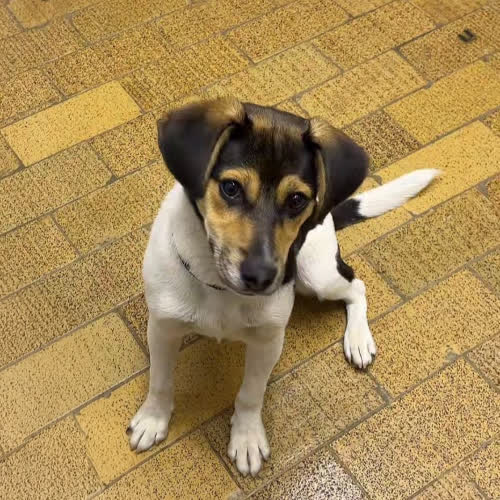 Psy ze schroniska do adopcji Gucio