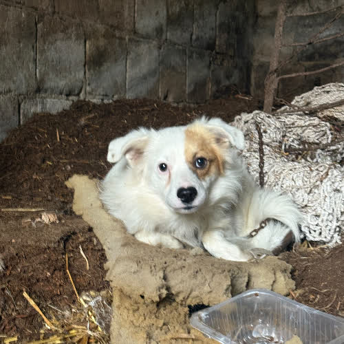 Psy ze schroniska do adopcji 