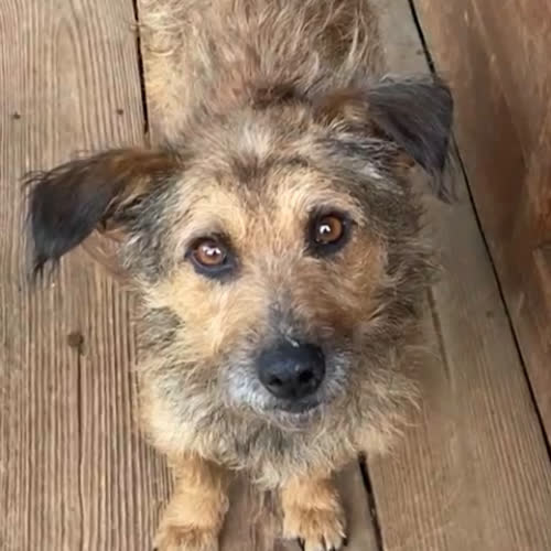 Psy ze schroniska do adopcji Czesio