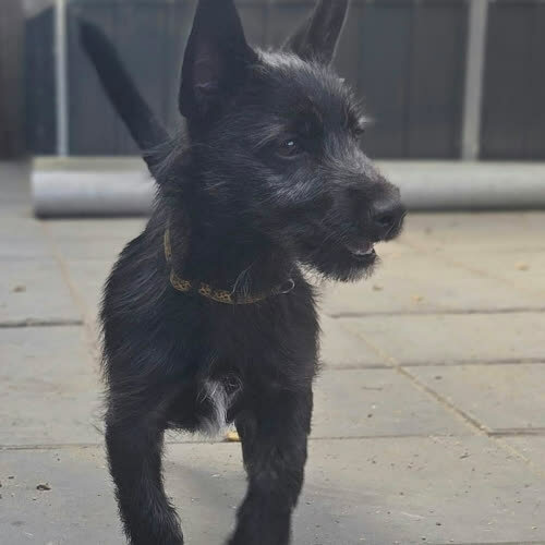 Psy ze schroniska do adopcji Szczeniak Krzemień