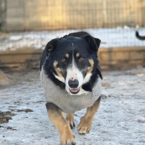 Psy ze schroniska do adopcji Cwaniak