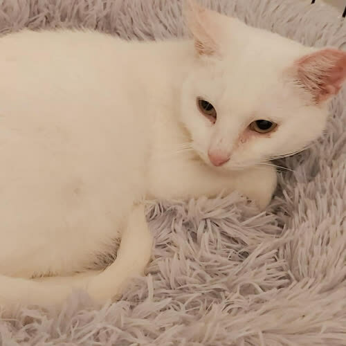 Koty ze schroniska do adopcji Aurora