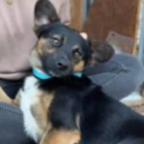 Psy ze schroniska do adopcji Boguś