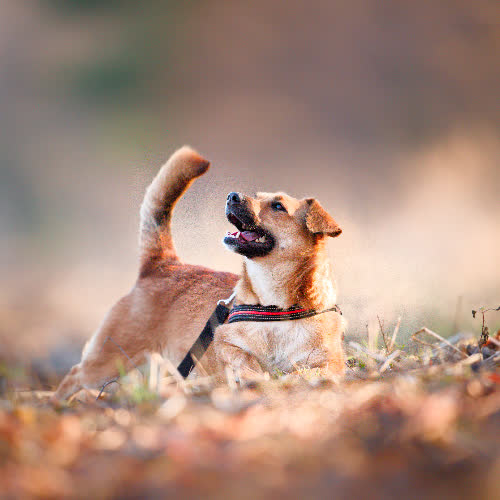 Psy ze schroniska do adopcji Mia