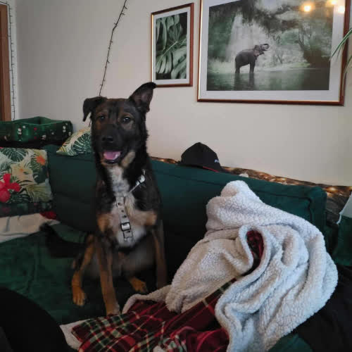 Psy ze schroniska do adopcji Enzo 