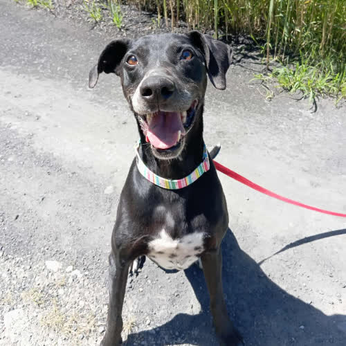 Psy ze schroniska do adopcji Roki