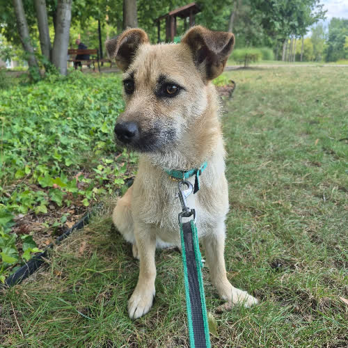 Psy ze schroniska do adopcji Vanilia