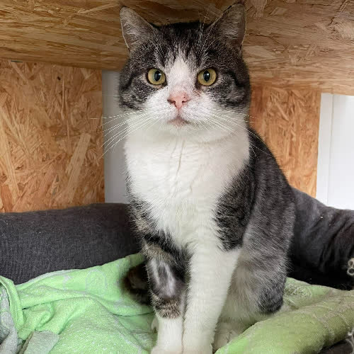 Koty ze schroniska do adopcji Lord Szaruś