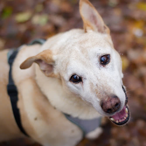 Psy ze schroniska do adopcji Blumen