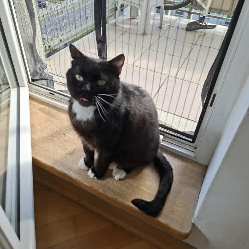 Koty ze schroniska do adopcji Americano