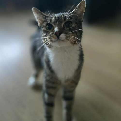 Koty ze schroniska do adopcji Malwinka
