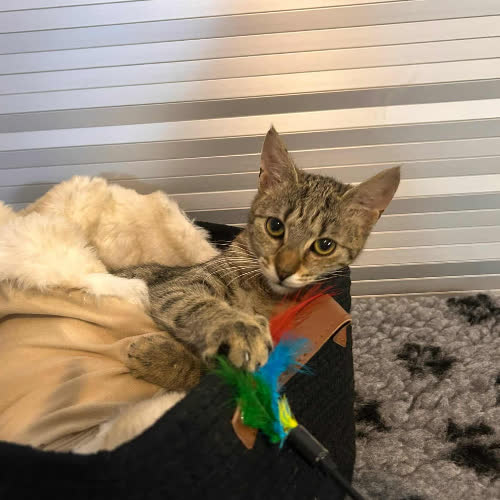 Koty ze schroniska do adopcji POMPKA