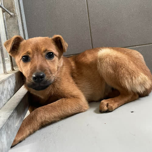 Psy ze schroniska do adopcji Ruddzia