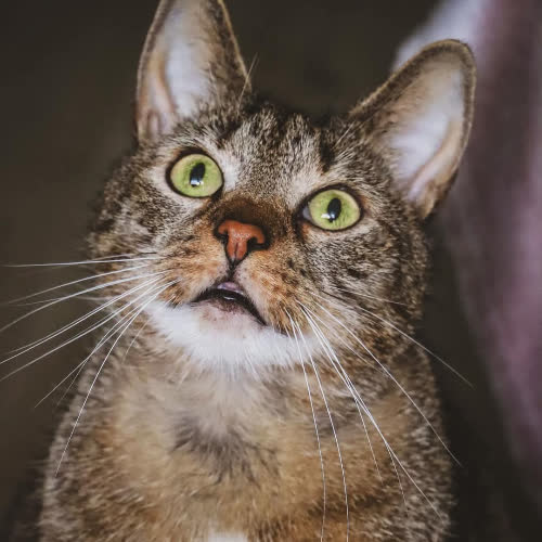 Koty ze schroniska do adopcji Jim