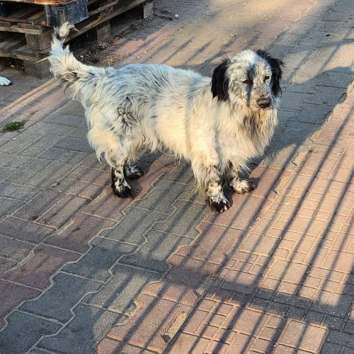 Psy ze schroniska do adopcji 