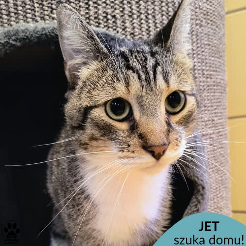 Koty ze schroniska do adopcji Jet