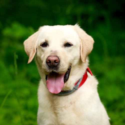 Psy ze schroniska do adopcji Ryszard