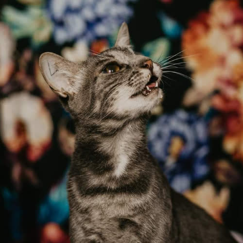 Eklerka i Tartaletka [razem]