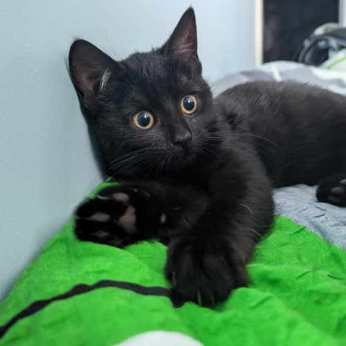 Koty ze schroniska do adopcji Heban