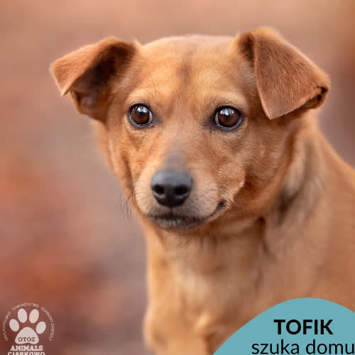 Tofik