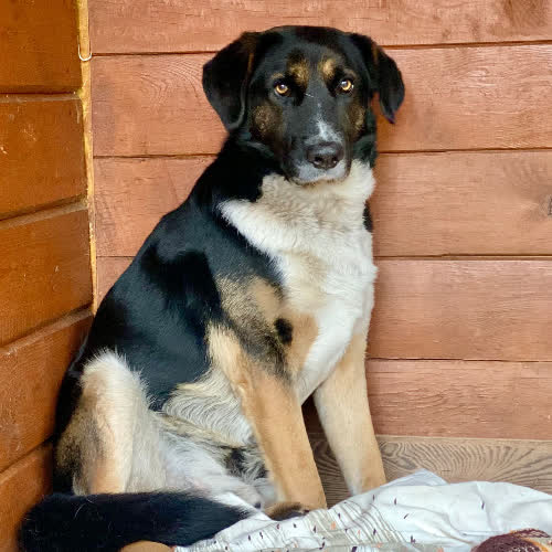 Psy ze schroniska do adopcji Kubuś