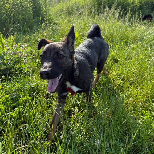 Psy ze schroniska do adopcji Gaja