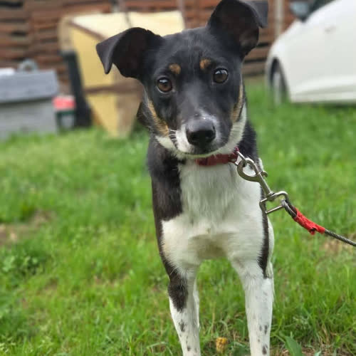 Psy ze schroniska do adopcji Całka 