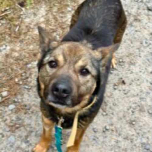 Psy ze schroniska do adopcji Rafi 