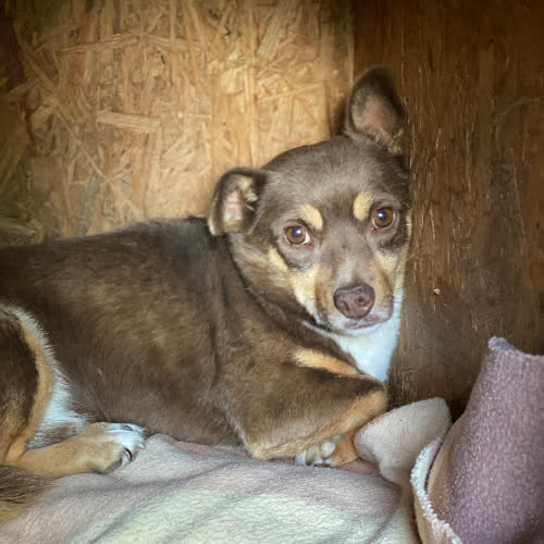 Psy ze schroniska do adopcji Rysik