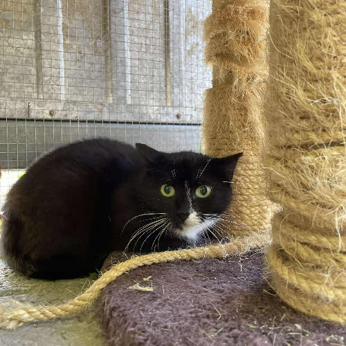 Koty ze schroniska do adopcji Diuczessa