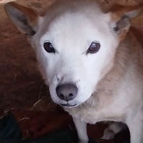 Psy ze schroniska do adopcji Dropsik