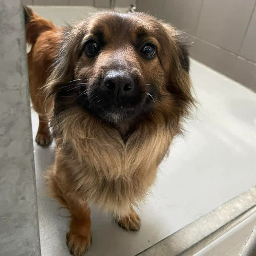 Psy ze schroniska do adopcji Eevee