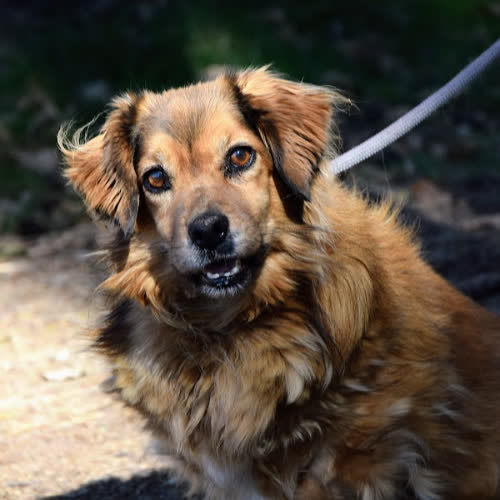 Psy ze schroniska do adopcji Rubi