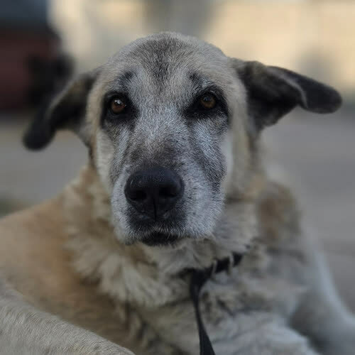 Psy ze schroniska do adopcji HENIO