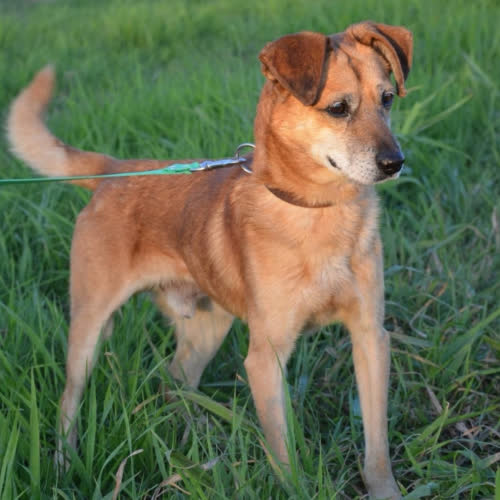 Psy ze schroniska do adopcji CZARUŚ