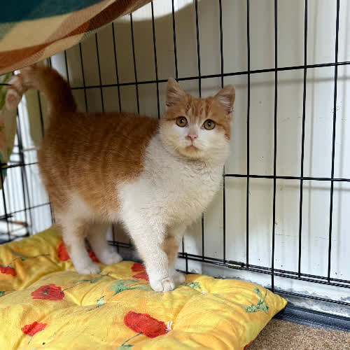 Koty ze schroniska do adopcji Mruczka