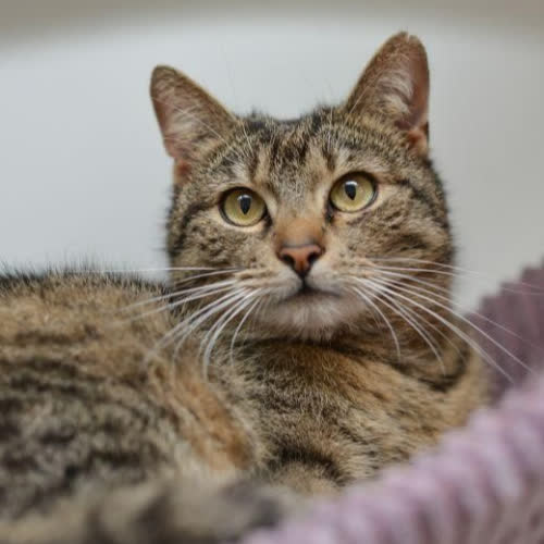 Koty ze schroniska do adopcji Wafel