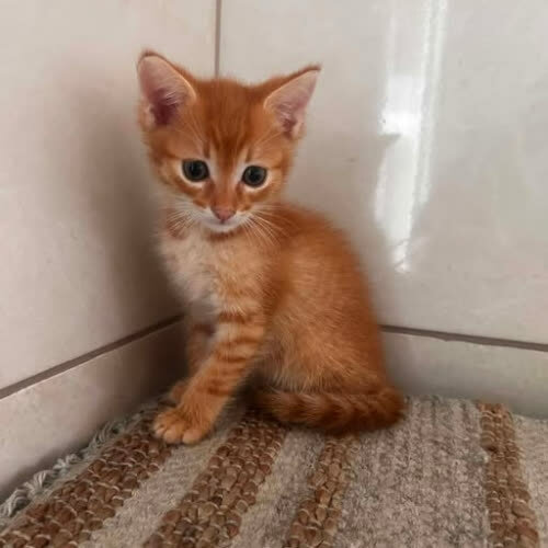 Alan 