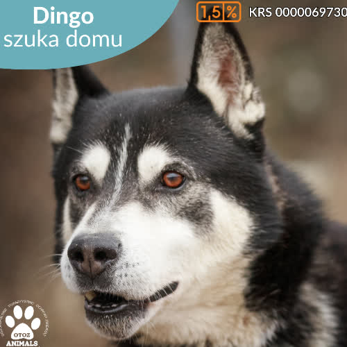 Psy ze schroniska do adopcji Dingo