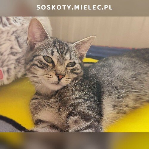 Klimek