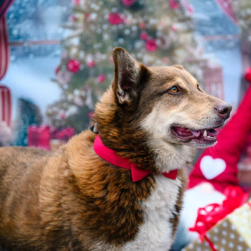 Psy ze schroniska do adopcji Maksiu