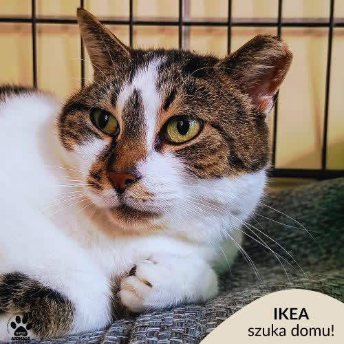 Koty ze schroniska do adopcji Ikea