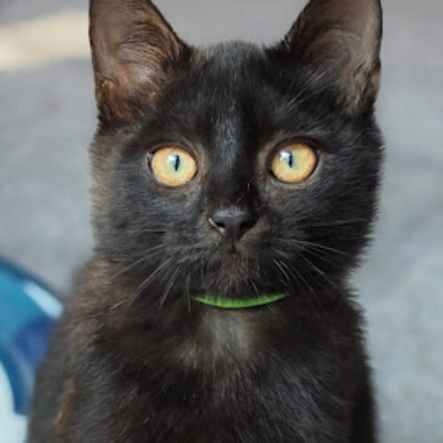 Loki