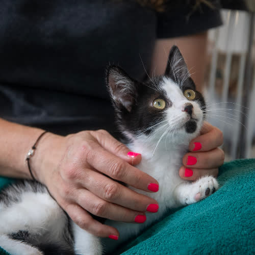 Koty ze schroniska do adopcji Grześ