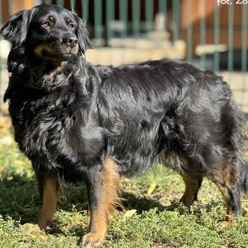 Psy ze schroniska do adopcji Sara