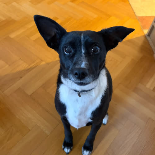 Psy ze schroniska do adopcji Luna