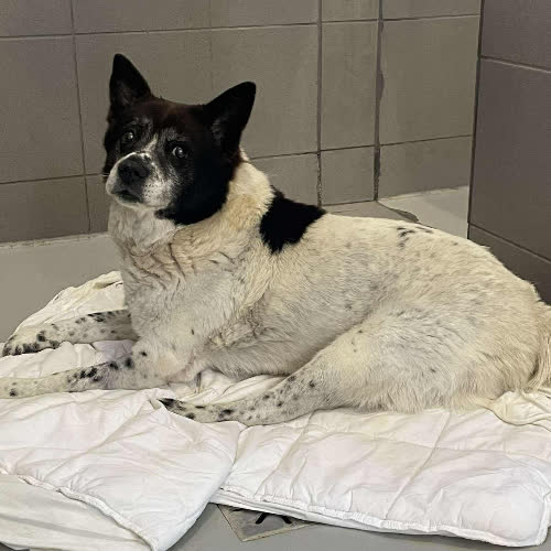 Psy ze schroniska do adopcji Angus