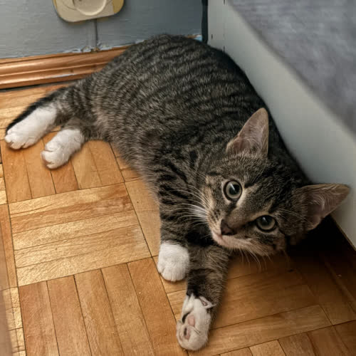 Koty ze schroniska do adopcji Saya