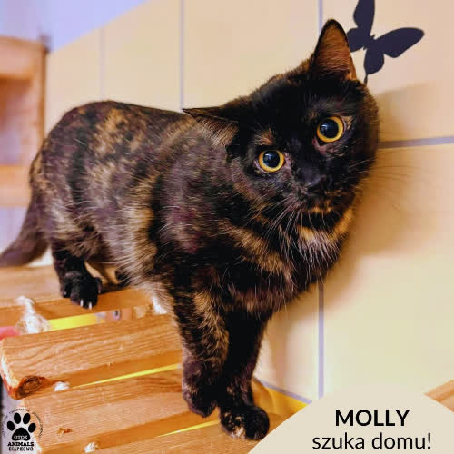 Molly